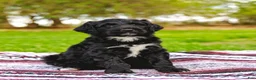 Aussiedoodle dogs for sale: Madison Standard - Ad 2