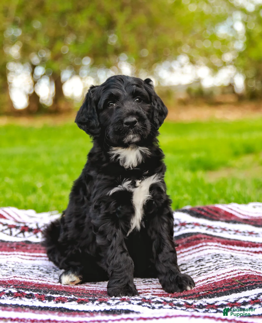 Aussiedoodle dogs for sale: Madison Standard - Ad 2