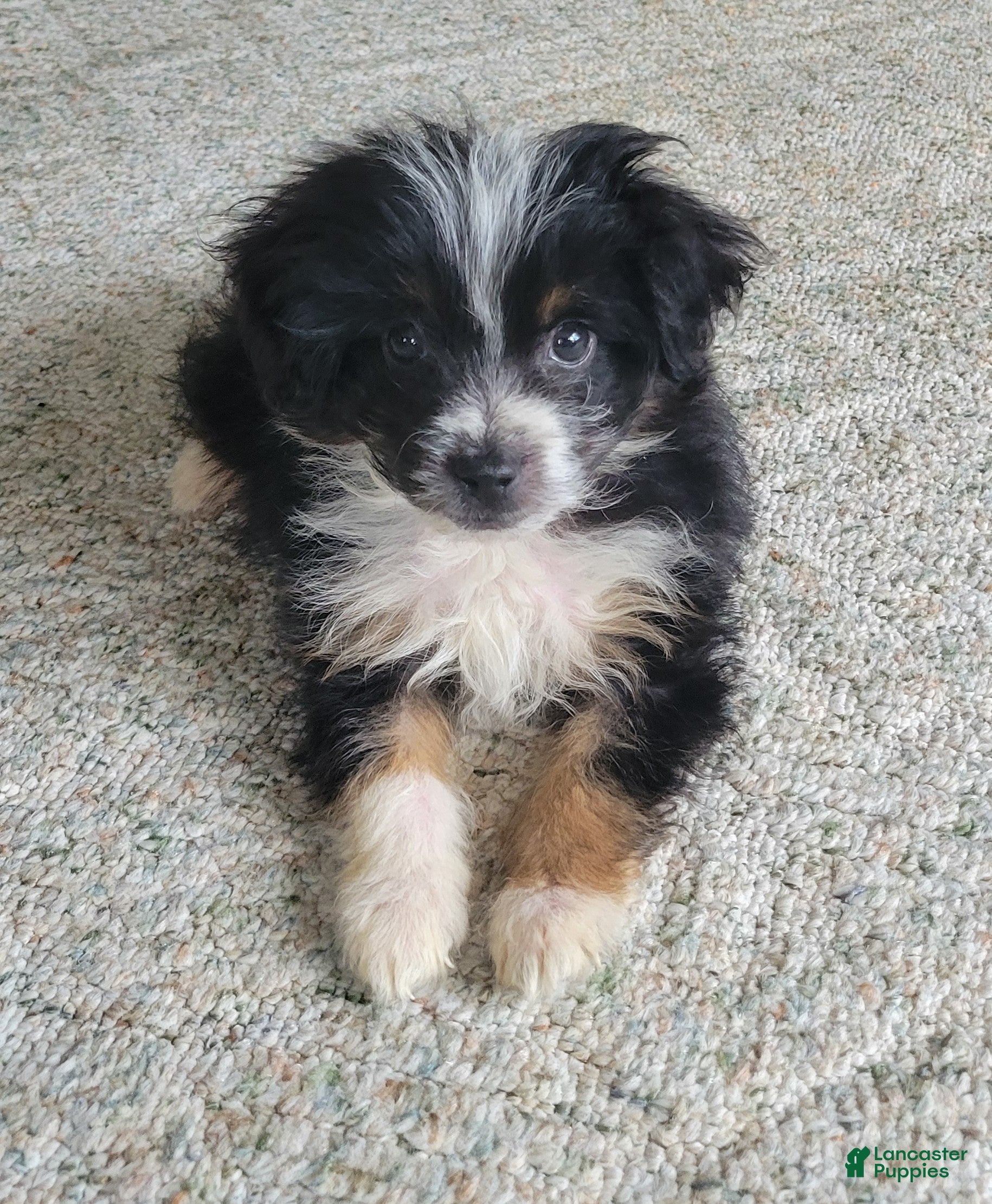 Mini Aussiedoodle dogs Peanut  - Ad 11