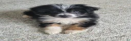 Mini Aussiedoodle dogs for sale: Peanut  - Ad 1