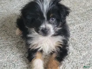 Mini Aussiedoodle dogs Peanut - Ad 11