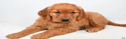 Golden Retriever dogs for sale: Abby - Ad 4