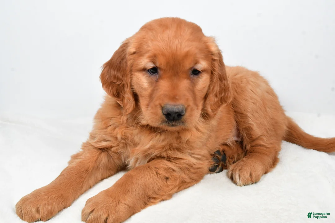 Golden Retriever dogs for sale: Abby - Ad 4