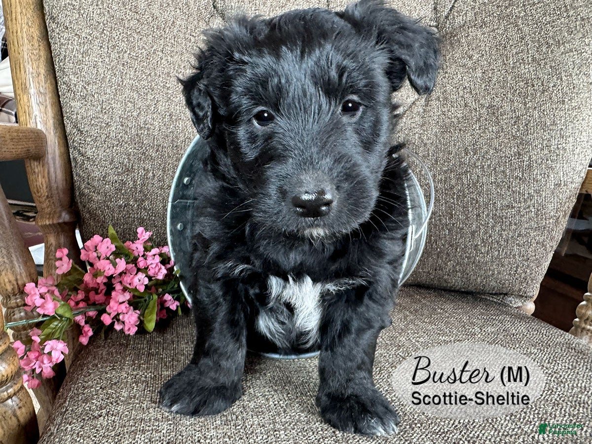 Mixed Breed dogs Mixed Breed Puppy 3 - Ad 2