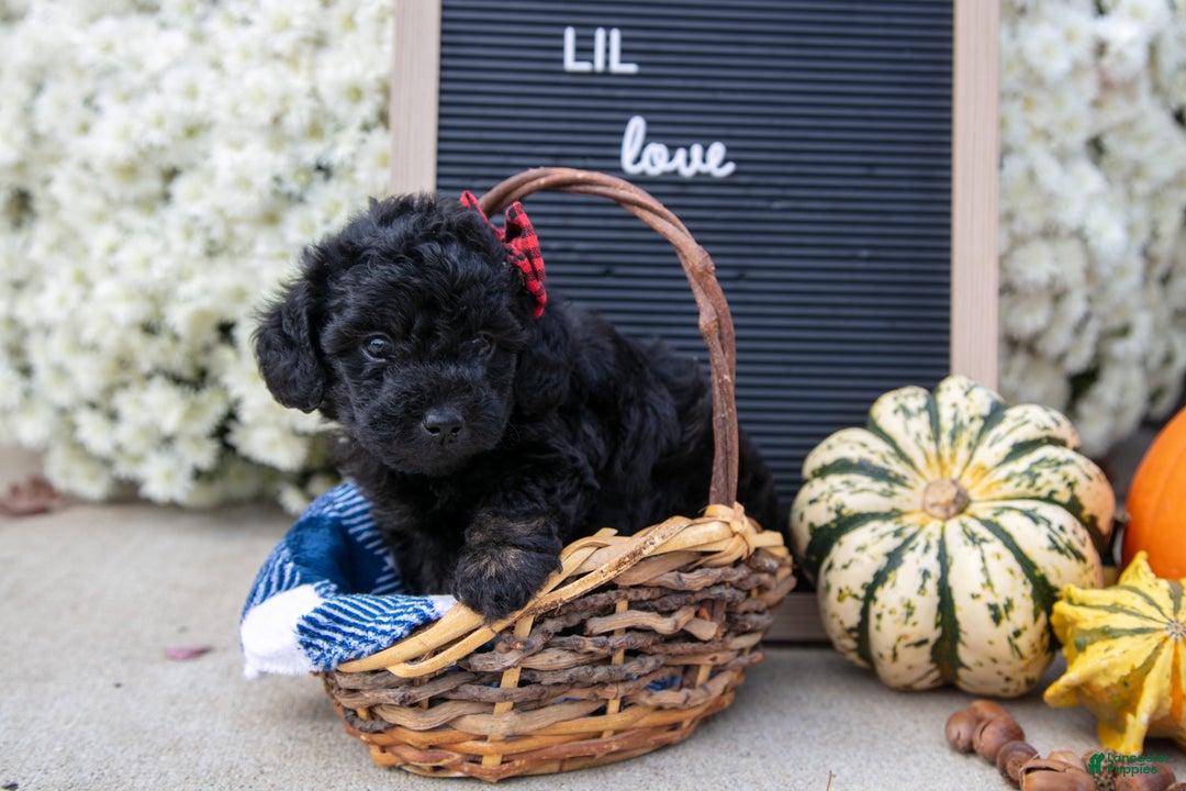 Mixed Breed dogs for sale: Ava - Ad 1