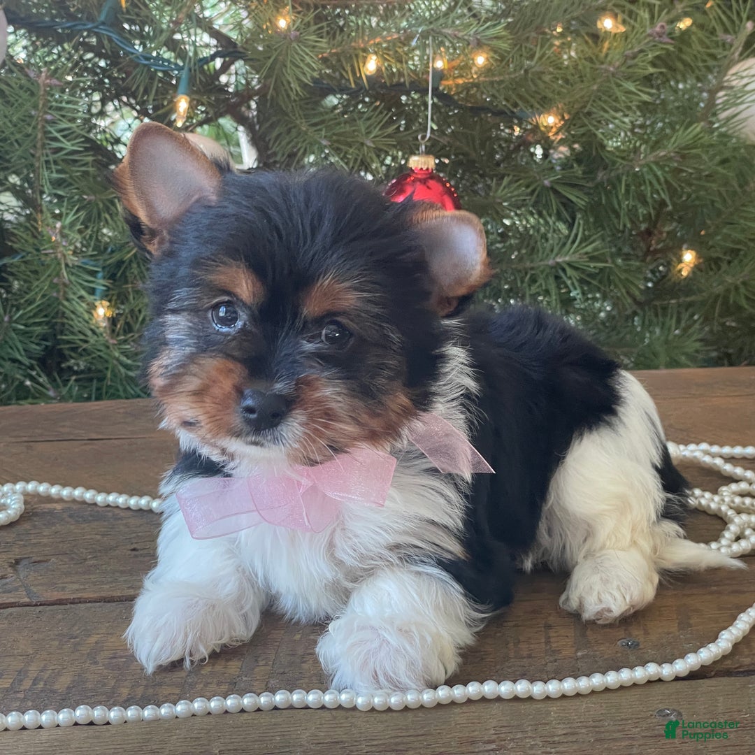 Mixed Breed dogs for sale: Buttercup - Ad 9