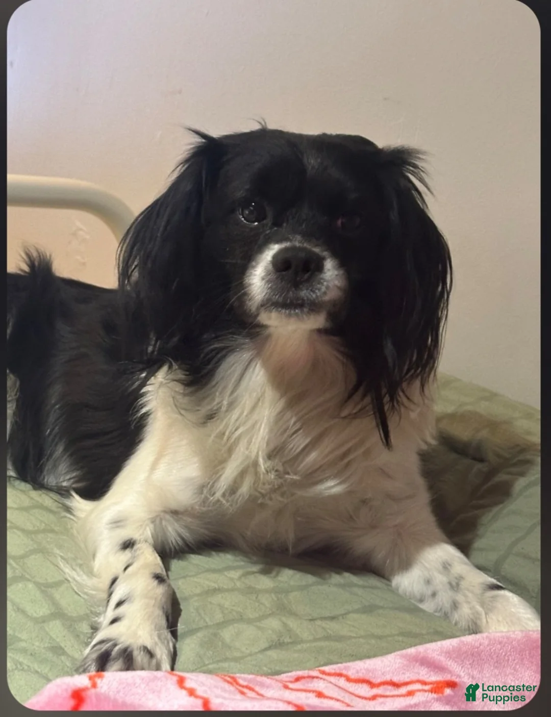 Chiweenie dogs for sale: Chiweenie Puppy 1 - Ad 2