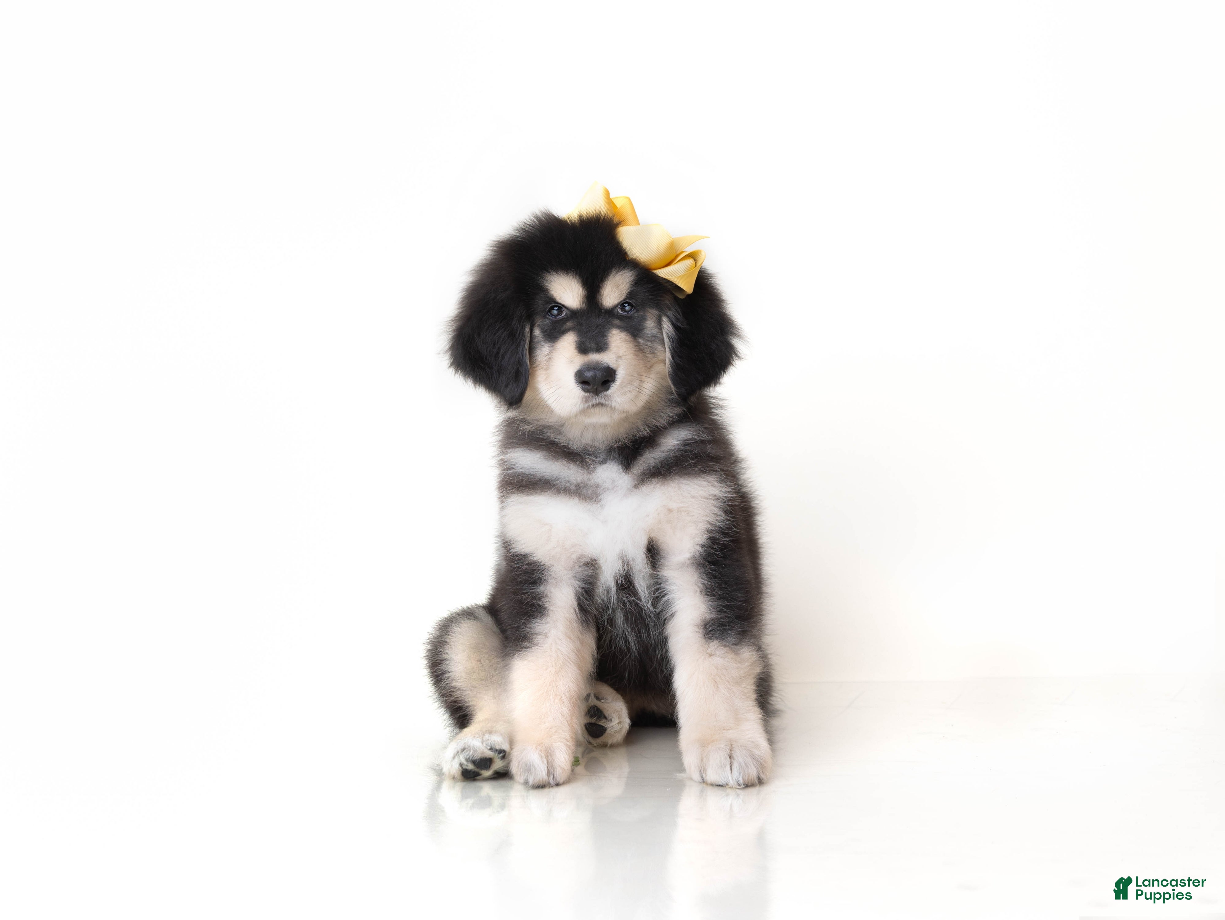 Tibetan Mastiff dogs Tibetan Mastiff Puppy | Yellow Girl - Ad 1