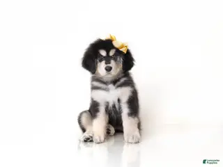 Tibetan Mastiff dogs for sale: Tibetan Mastiff Puppy | Yellow Girl - Ad 2