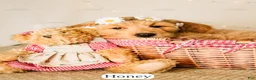Goldendoodle dogs for sale: Honey - Ad 5