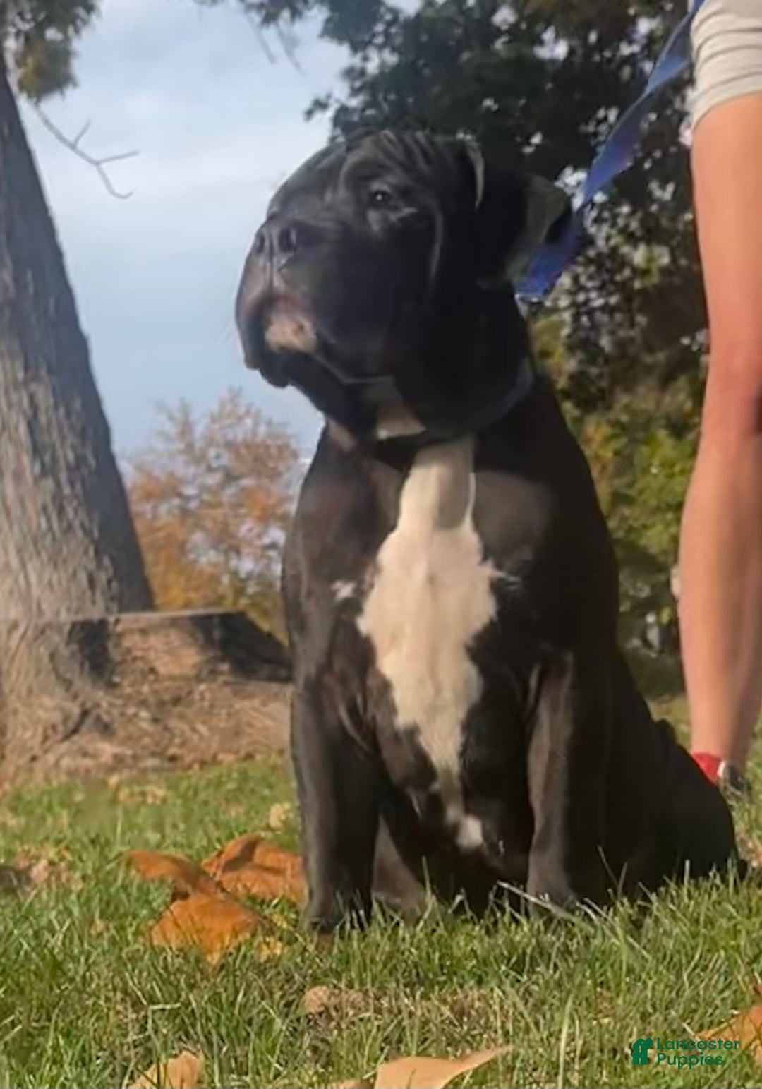 American Bully dogs for sale:  Puppy 1 - Ad 1