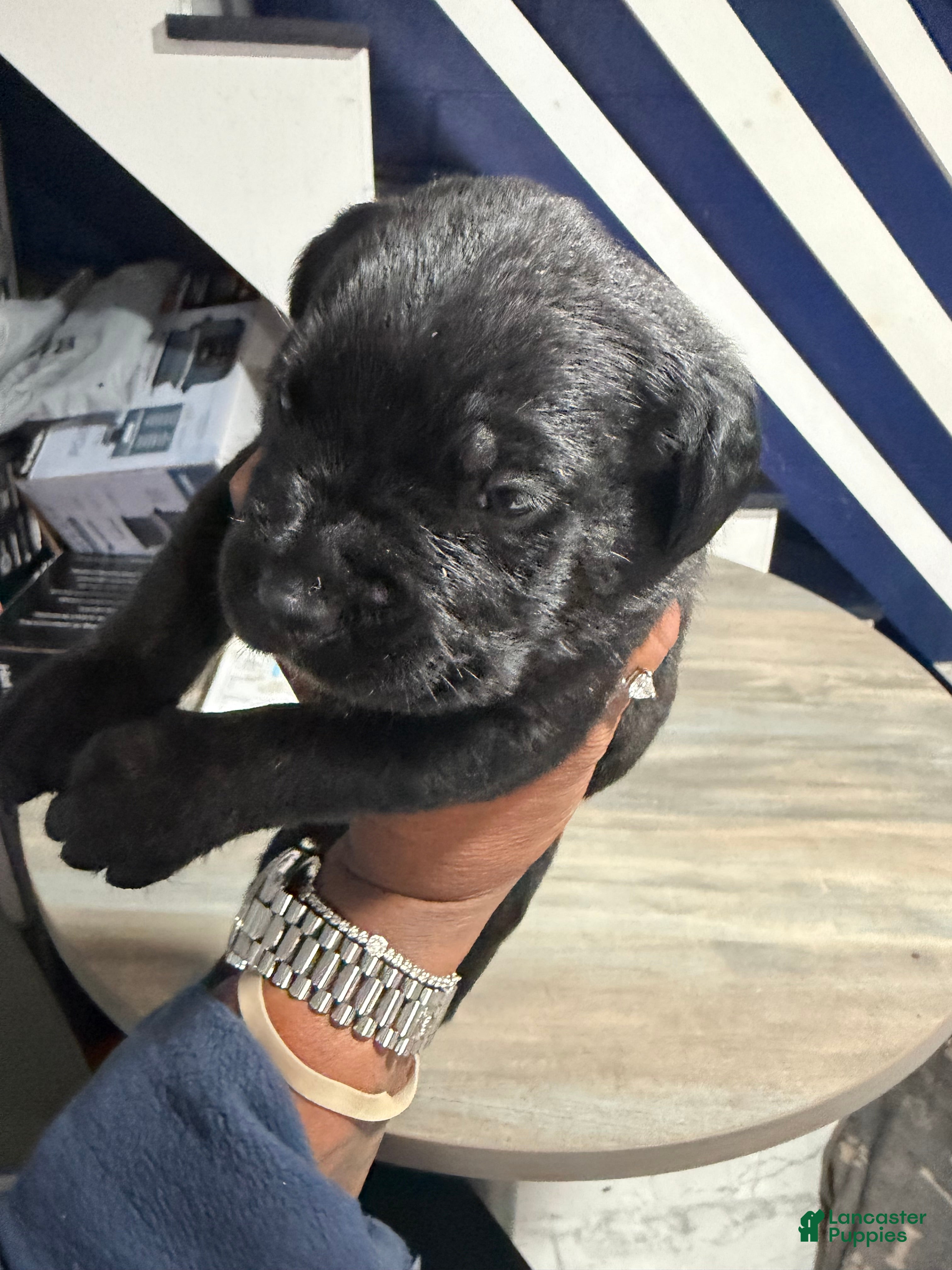 Cane Corso dogs Cane Corso 8 - Ad 1