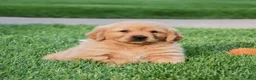 Golden Retriever dogs for sale: Adayah - Ad 4
