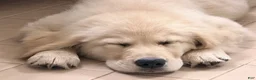 Golden Retriever dogs for sale: Blitz of Avalon male golden retriever - Companion family profile - Ad 5