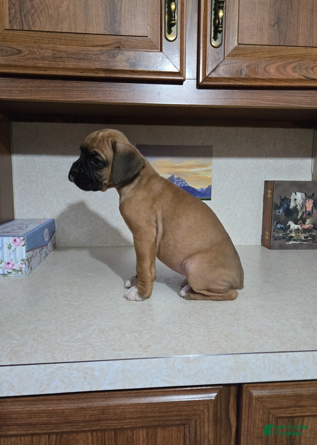 Boxer dogs for sale: Kelli - Ad 2
