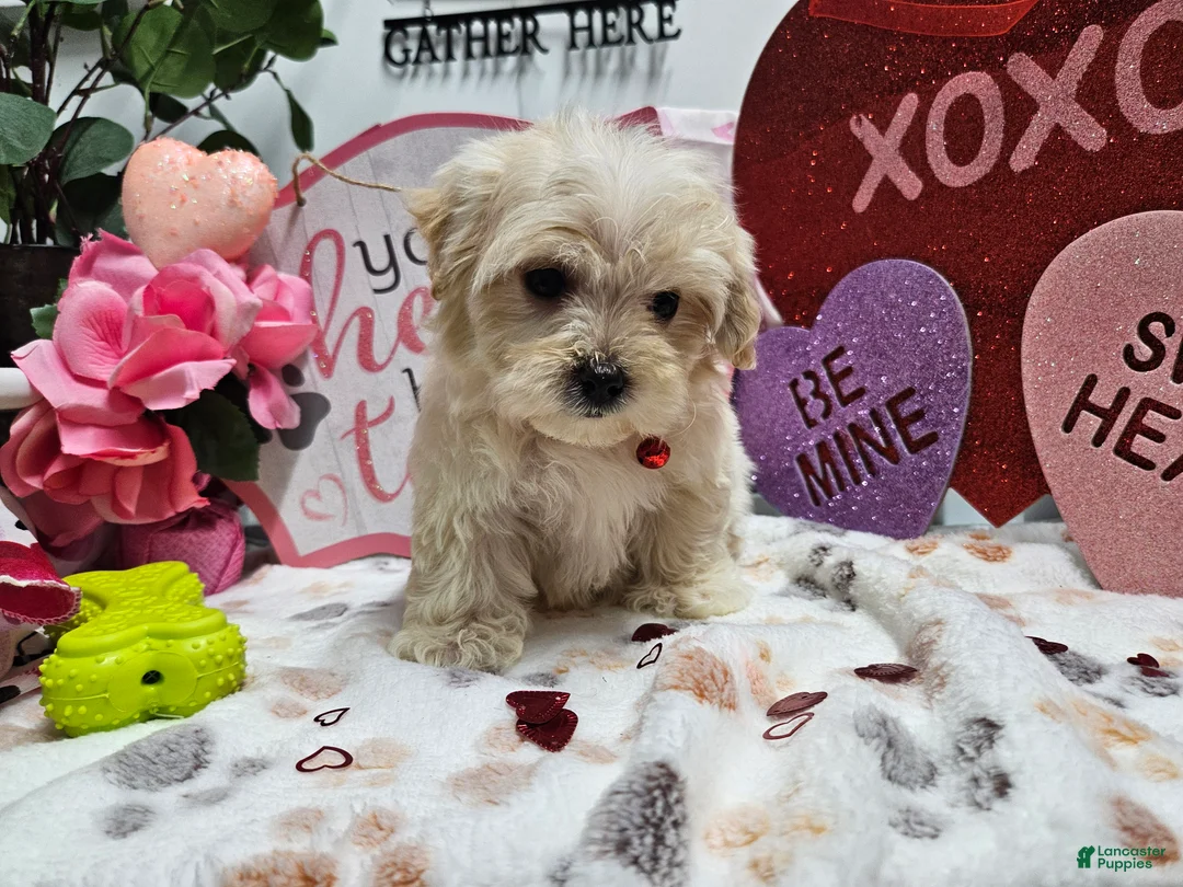 Maltipoo dogs for sale: Maltipoo Roley - Ad 1