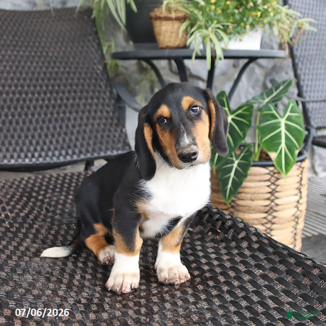 Mixed Breed dogs for sale: Charlie - Ad 3