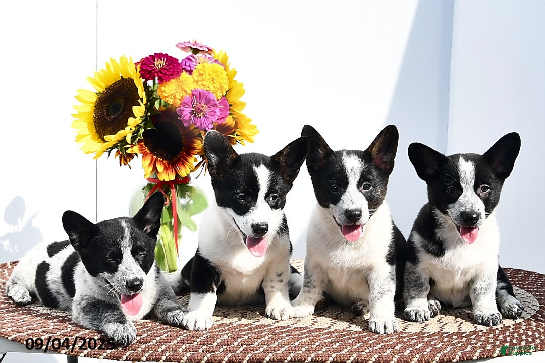 Mixed Breed dogs for sale: Jasmine - Ad 3