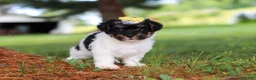 Yorkiepoo dogs for sale: Callie - Ad 4