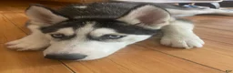 Siberian Husky dogs for sale: Jack Siberian Husky  - Ad 2