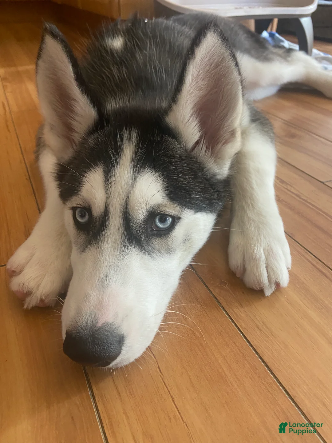 Siberian Husky dogs for sale: Jack Siberian Husky  - Ad 2