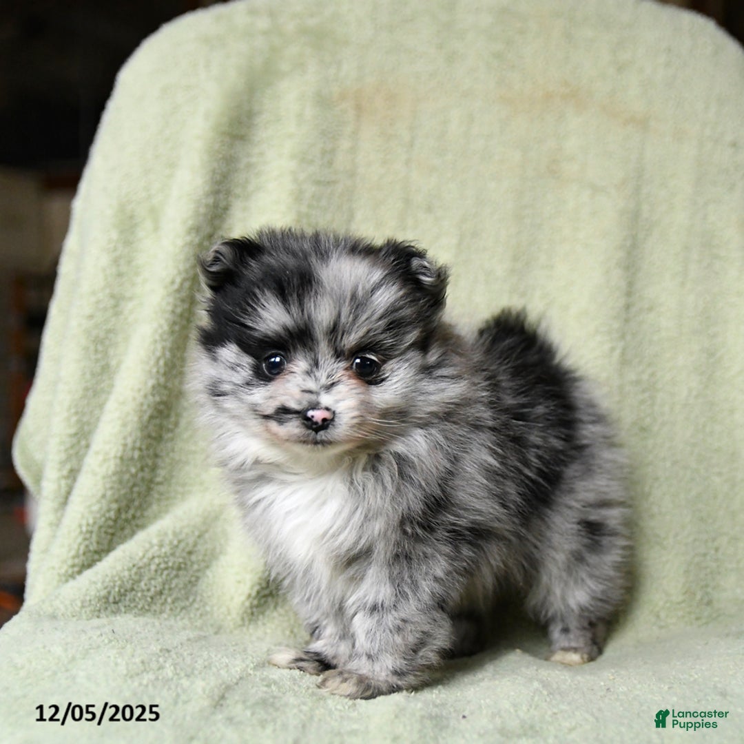 Pomeranian dogs for sale: Romeo - Ad 4