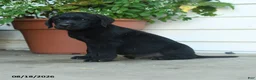 Labrador Retriever dogs for sale: Parker - Ad 5