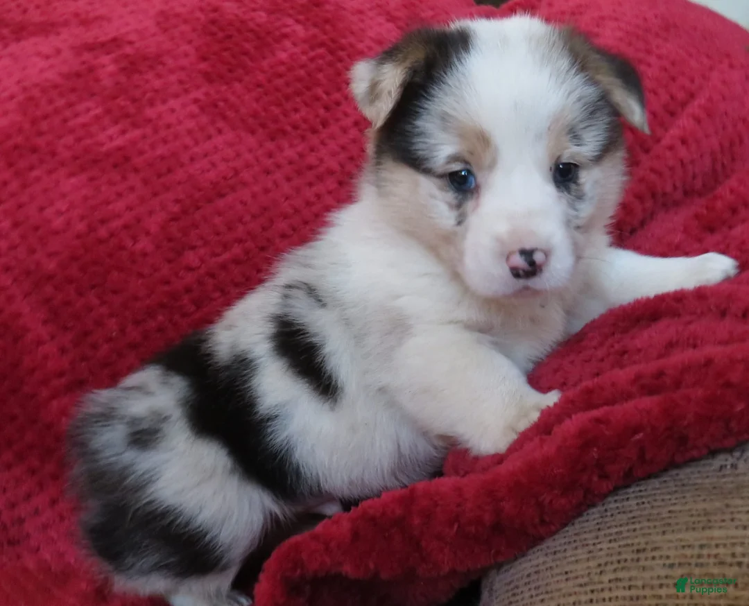 Gallery Image {{count}}