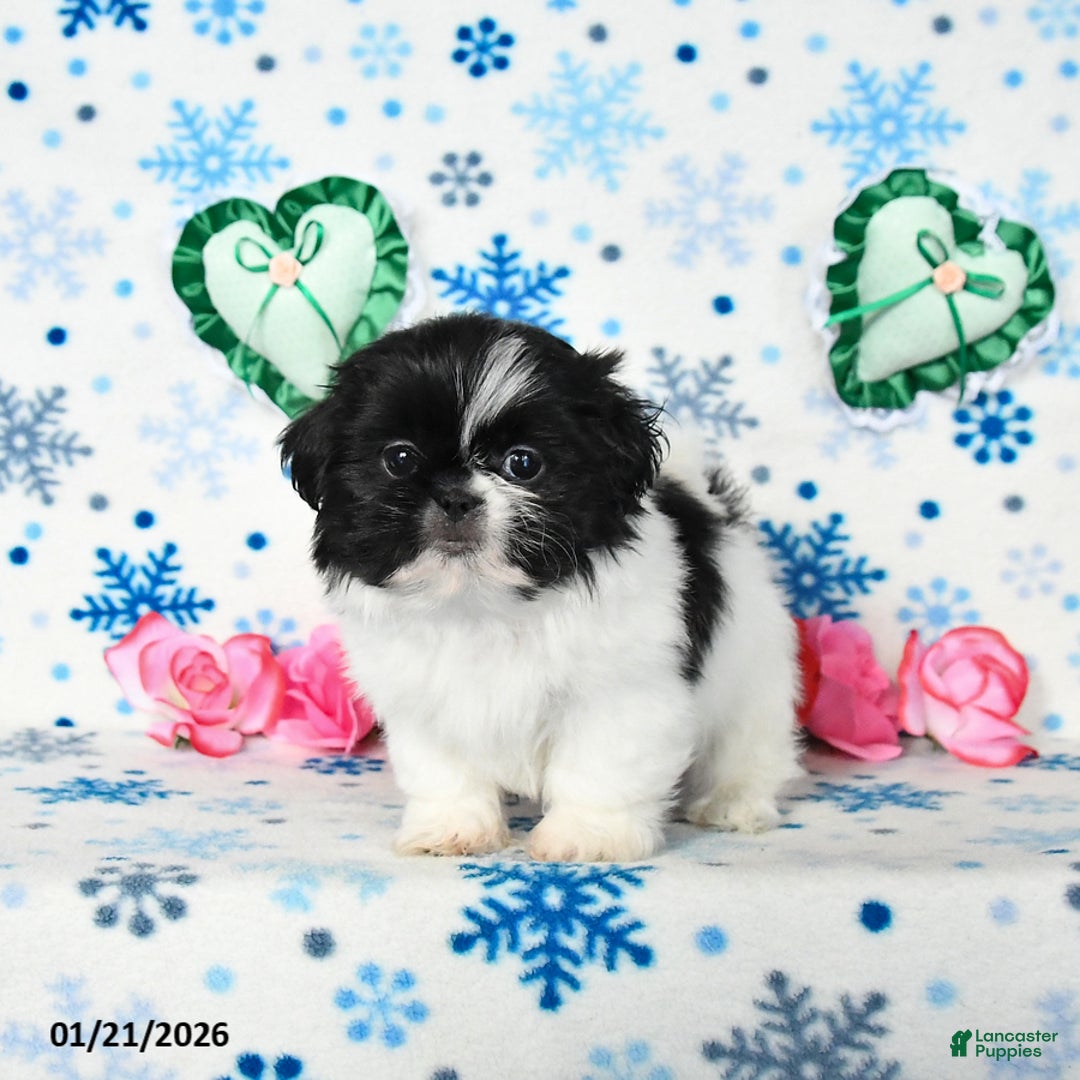 Shih Tzu dogs for sale: Lucy - Ad 4