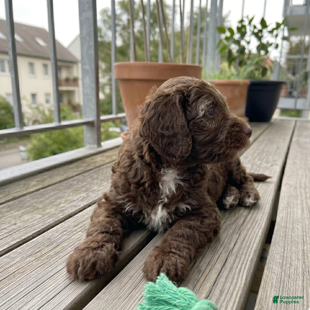 Cockapoo dogs for sale: Micha - Ad 7