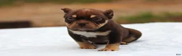 American Bully dogs for sale: Chocolate Tri Male - Ad 4