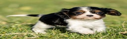 Cavalier King Charles Spaniel dogs for sale: Britney - Ad 2