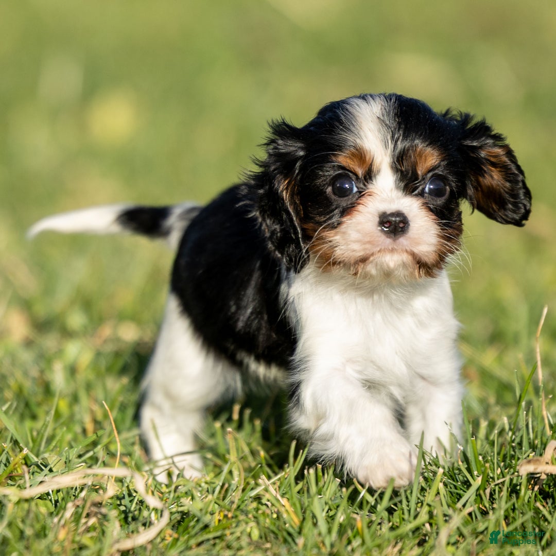 Cavalier King Charles Spaniel dogs for sale: Britney - Ad 2