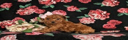 Toy Poodle dogs for sale: Elisa - Ad 4