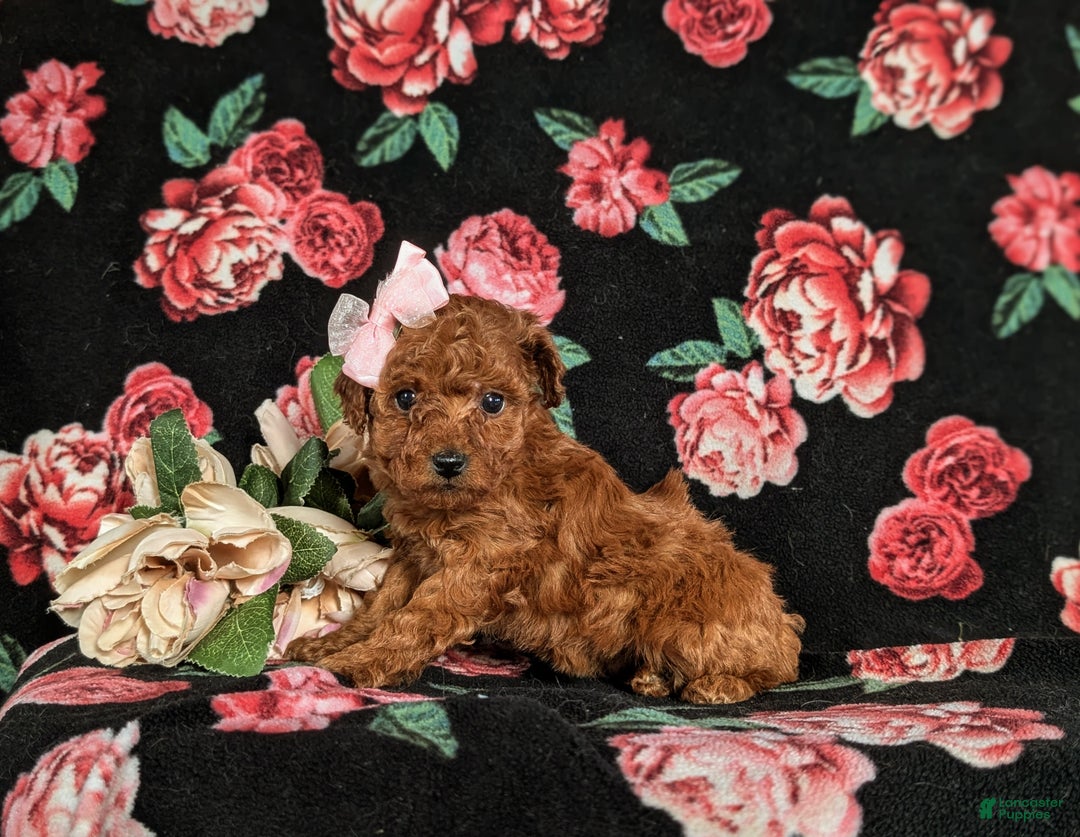 Toy Poodle dogs for sale: Elisa - Ad 4
