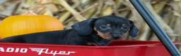 Miniature Dachshund dogs for sale: Zeke🐾 - Ad 11