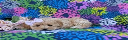 Maltipoo dogs for sale: Tiffany 9 lbs Full Grown - Ad 5