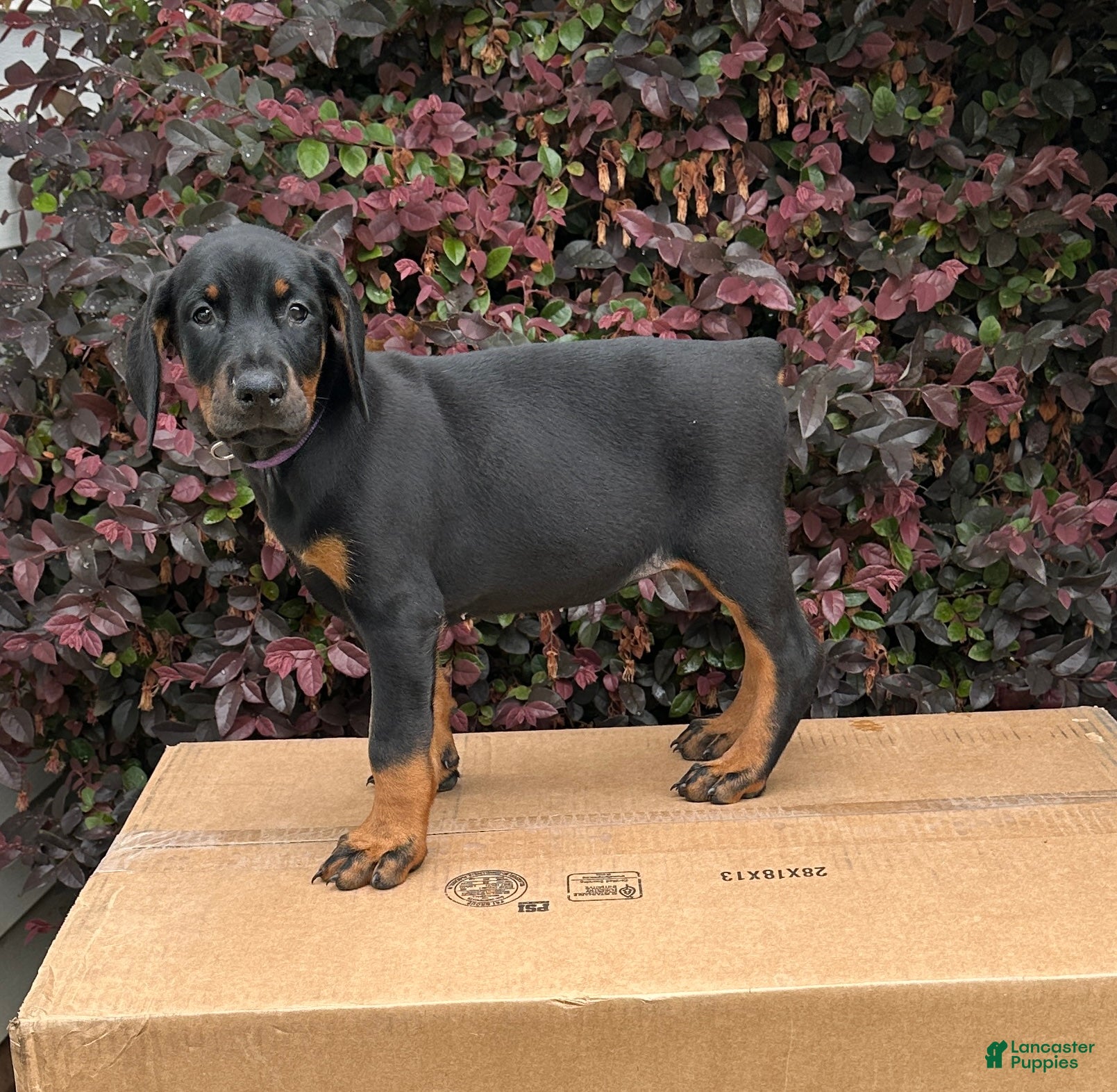 Doberman Pinscher dogs Kita - Ad 6
