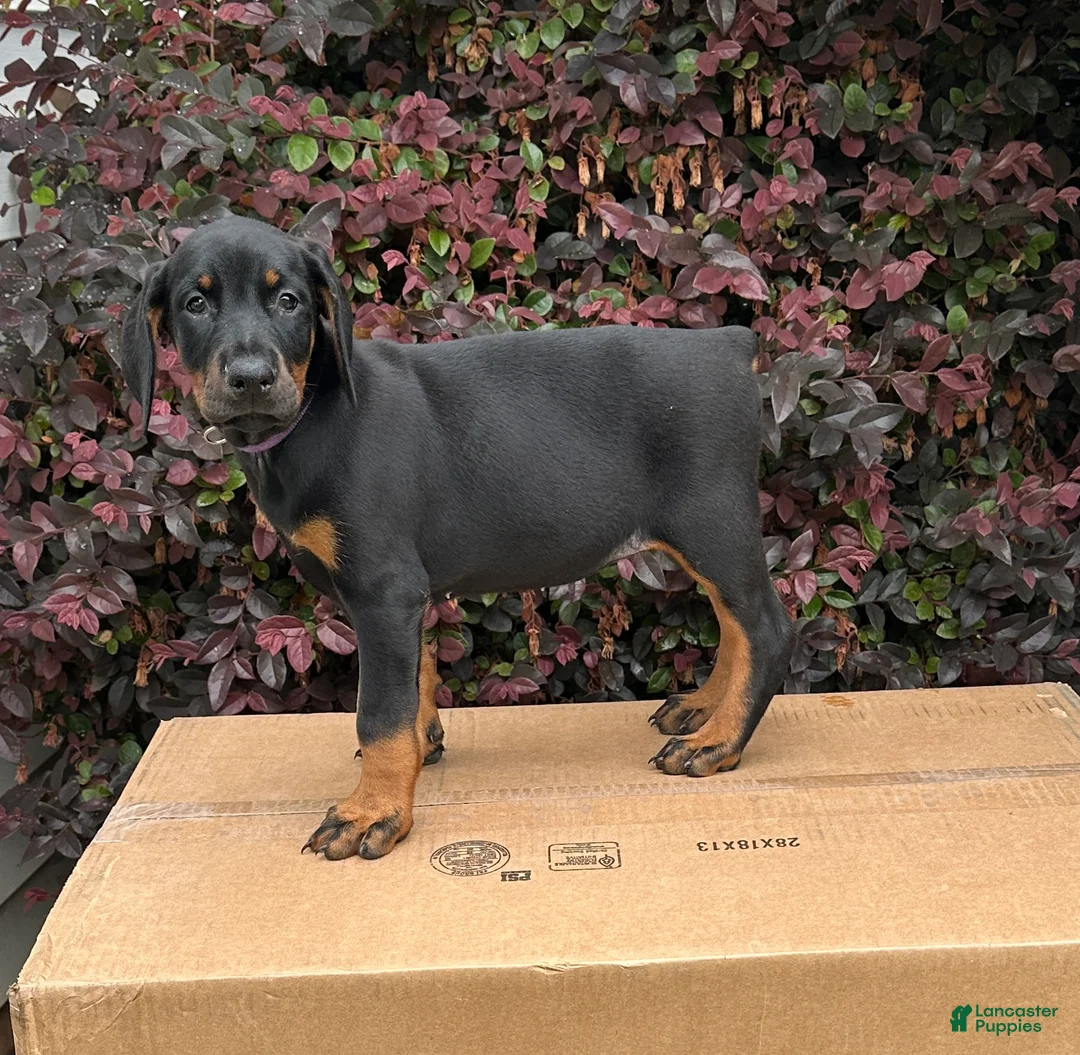 Doberman Pinscher dogs for sale: Kita - Ad 1