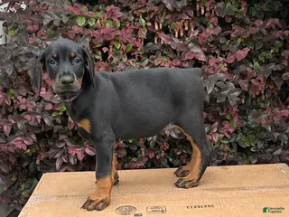 Doberman Pinscher dogs Kita - Ad 7