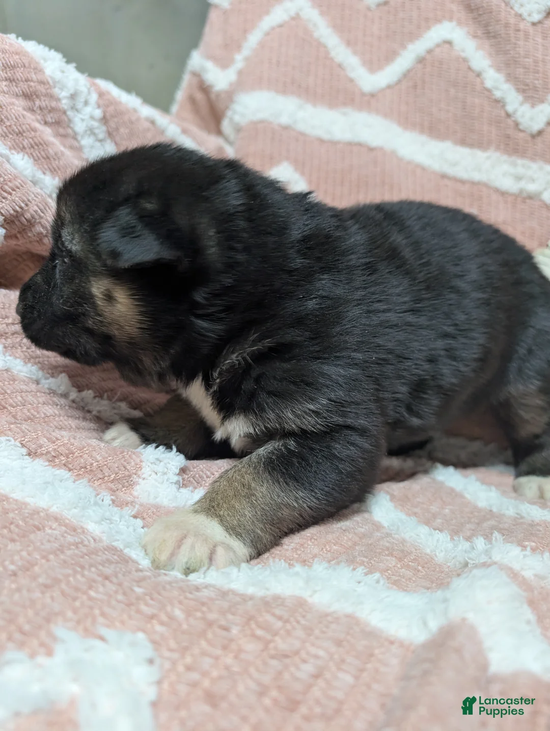 Gerberian Shepsky dogs for sale: Belle - Ad 6