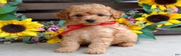 Mixed Breed dogs for sale: Parker - Ad 2