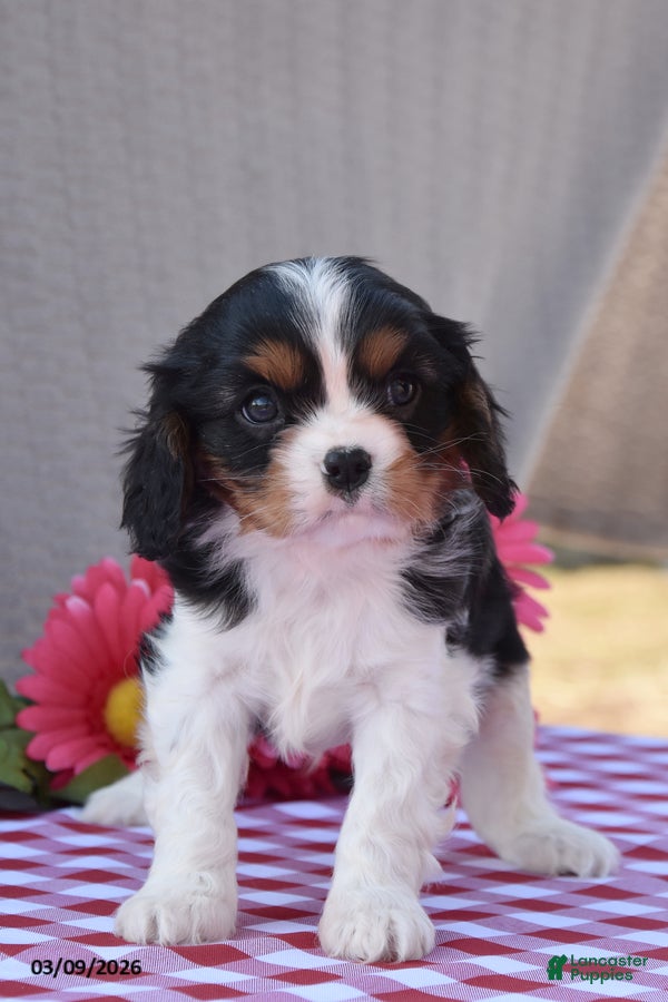 Cavalier King Charles Spaniel dogs Batman - Ad 2