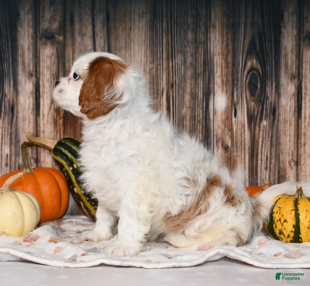 Cavalier King Charles Spaniel dogs for sale: Gizmo  - Ad 4