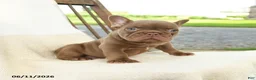 French Bulldog dogs for sale: Reese - Ad 5