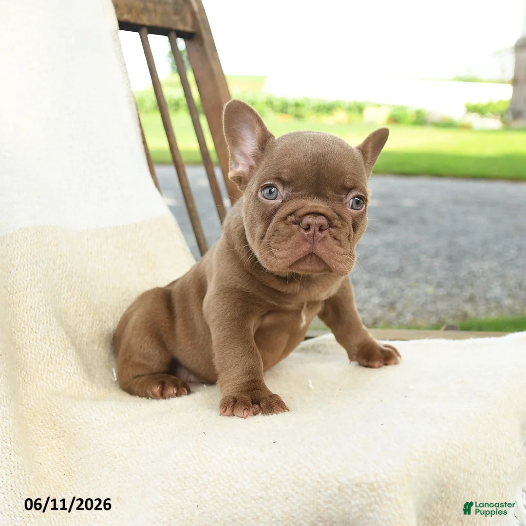 French Bulldog dogs for sale: Reese - Ad 5