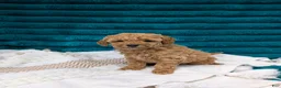Toy Poodle dogs for sale: Vance - Ad 5