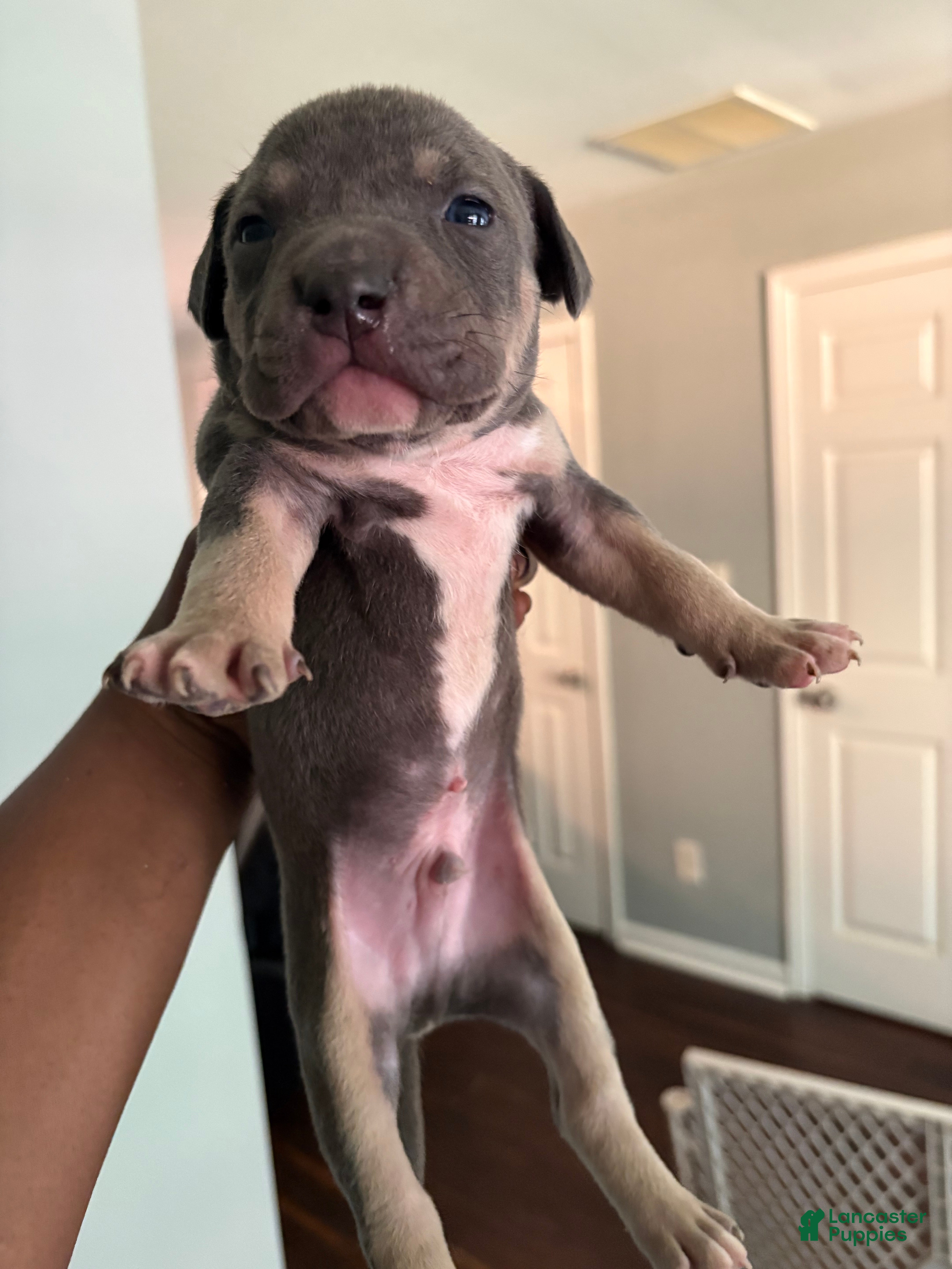 Mixed Breed dogs Pup 4 - Ad 5