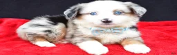 Miniature Australian Shepherd dogs for sale: Charles - Ad 4