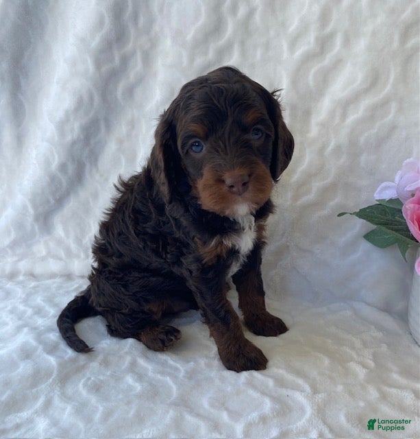 Cavapoo dogs for sale: Niles- Chocolate tri - Ad 4